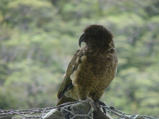 Kea