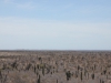 Cactussen/ cacti