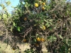 Sinaasappelboom/ orangetree