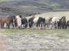IJslandse paarden/ Icelandic horses