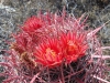 Cactusbloem/ cactusflower