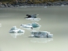 IJsschotsen/ icebergs