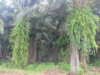 Bomen voor palmolie/ trees for palmoil