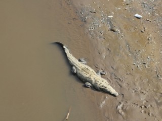 Enorm beest/ giant animal