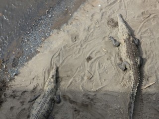 Krokodillen/ crocodiles