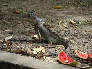 Leguaan/ iguana