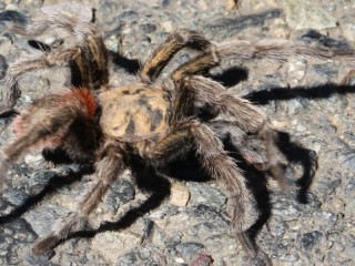 Vogelspin!/ tarantula!