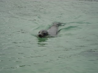 Zeeleeuw in water/ sea lion in water