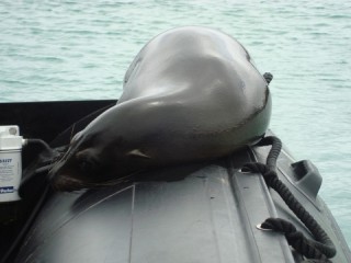 Zeeleeuw op boot/ sea lion on boat