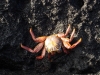Krab/ crab
