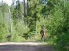 Eland/ moose