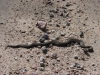 Slang/ snake