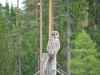Uil/ owl