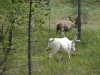 Rendieren/ reindeer