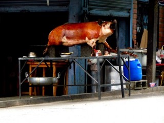 Varken/ pig