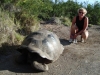 Schildpad op pad/ turtle on path