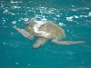 Zeeschildpad/ sea turtle