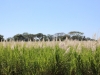 Bloeiend suikerriet/ blooming sugarcane