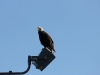 Weer eagle/ another eagle