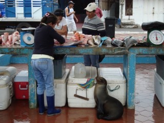 Vismarkt/ fish market