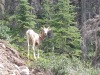 Geit/ goat
