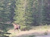 Eland/ moose
