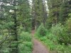 Hoge bomen/ high trees