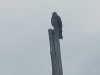 Vogel/ bird