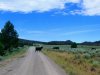 Koeien/ cattle