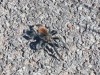 Spin/ spider