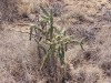 Cactussen/ cacti