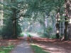 Bos/ forest