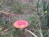 Paddenstoel/ mushroom