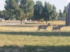 Wildlife