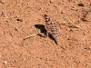 Woestijnleven/ desert life