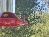 Kolibries/ hummingbirds