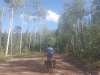 Berken/ aspen trees
