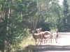 Berggeiten/ mountain goats