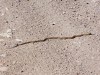 Slang/ snake