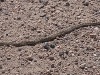 Ratelslang/ rattlesnake
