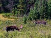 Elanden/ moose