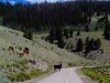 Koeien/ cattle