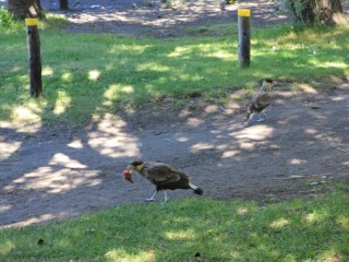 Bezoek van arenden/ eagle visitors