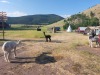 Alpaca's