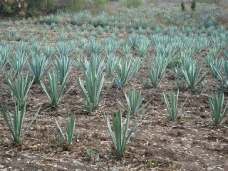 Agaves voor/ for Mescal