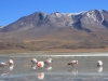 Flamingo meren/ lakes