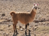 Lama met oorbellen/ lama with earrings