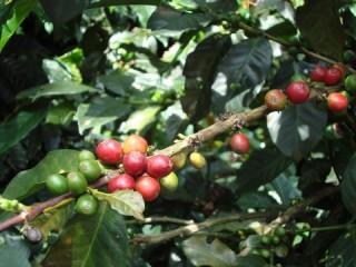 Koffiebonen/ coffee beans