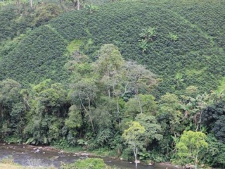 Koffiebomen/ coffee trees