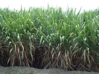 Suikerriet/ suger cane